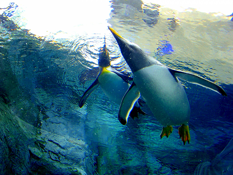 泳ぐペンギンたち