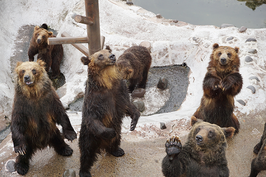 クマ牧場の熊たち