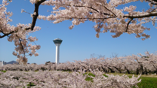 桜が満開の五稜郭公園