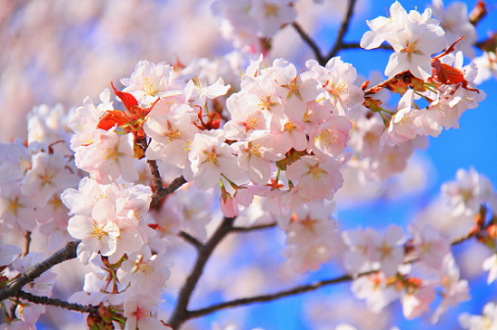 桜の木