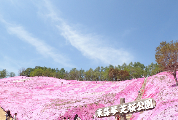 東藻琴芝桜公園