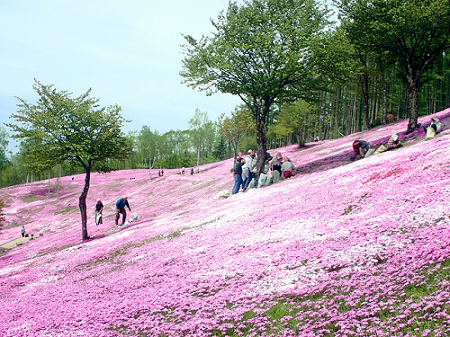 滝上町の芝桜公園