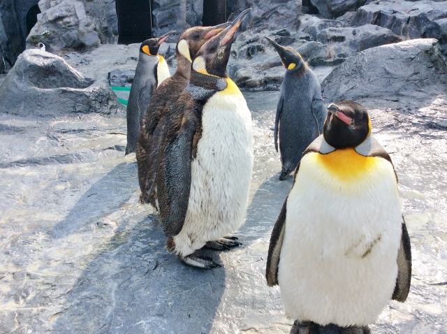 冬の動物園のペンギンたち