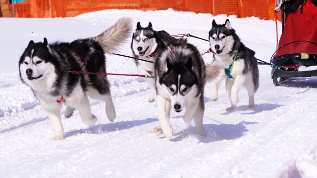 犬ぞり大会