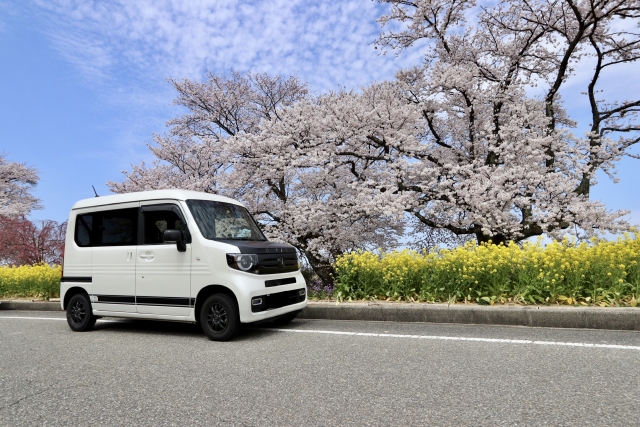  バンと桜の木と菜の花