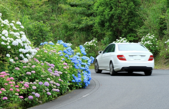 あじさいロードをドライブする白い車