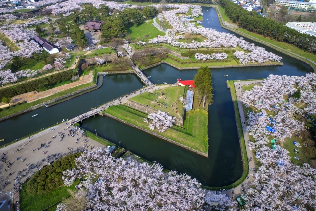 五稜郭公園の桜並木