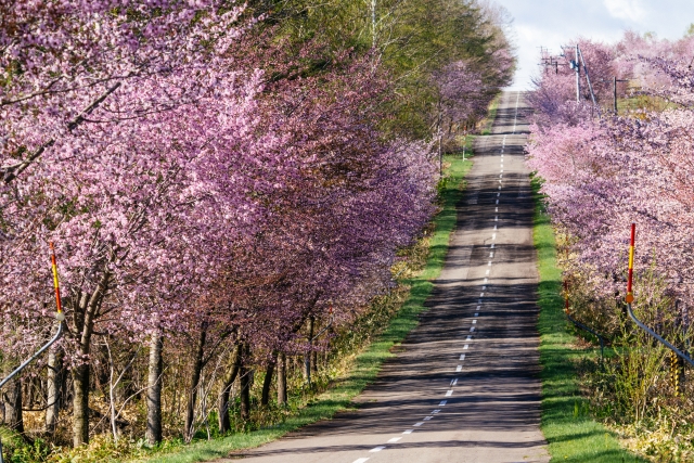 国道241号の桜並木