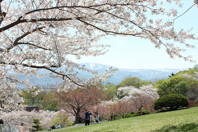 桜