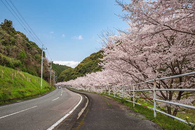 桜が咲く道