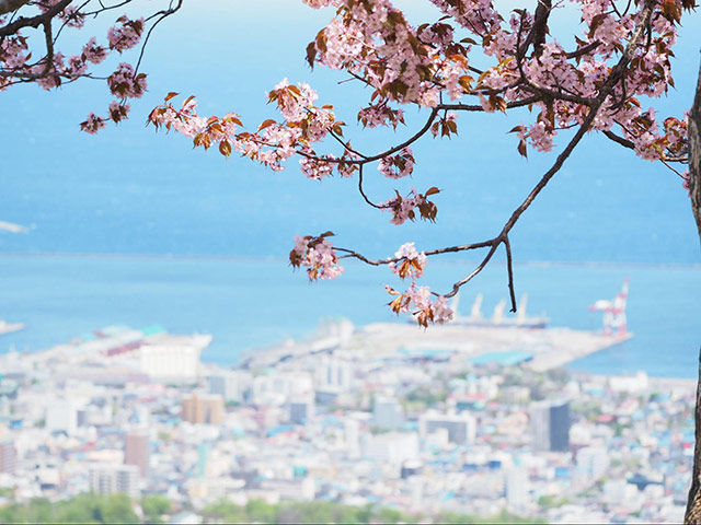 桜の咲く小樽