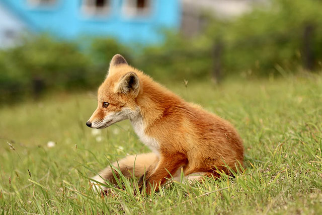 キタキツネ