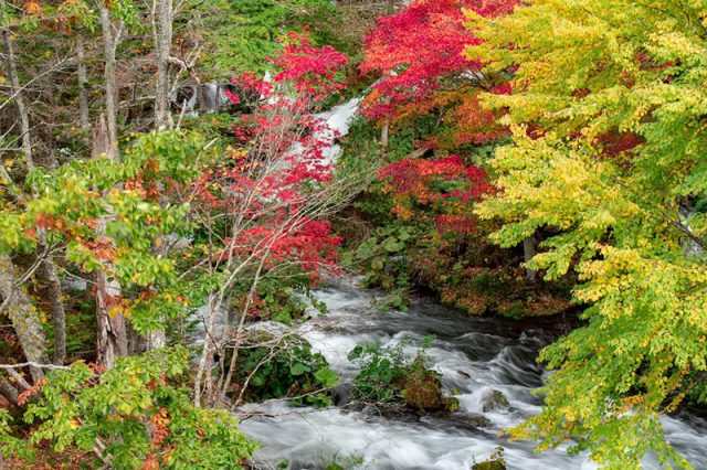 川の紅葉