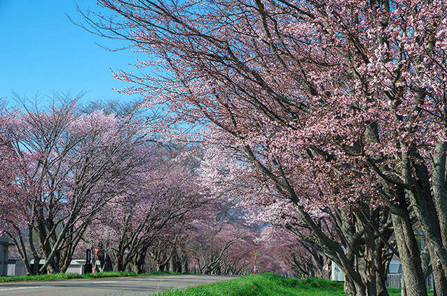 桜