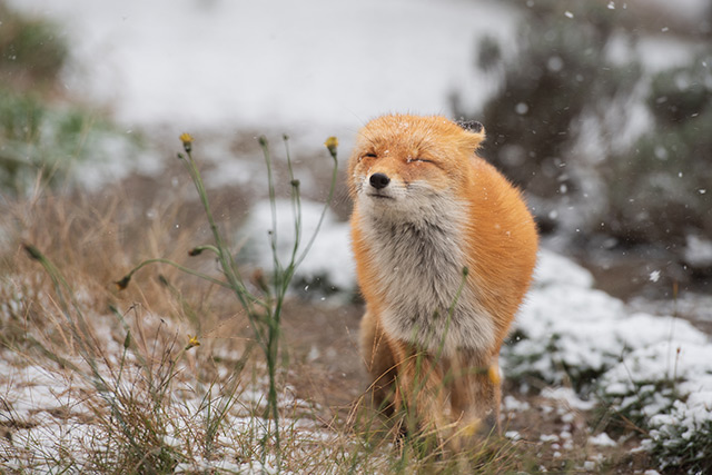 キタキツネ