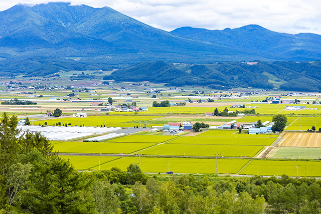 富良野
