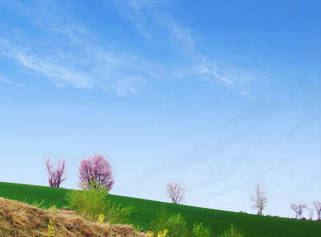 桜