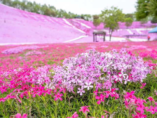 ひがしもこと芝桜公園