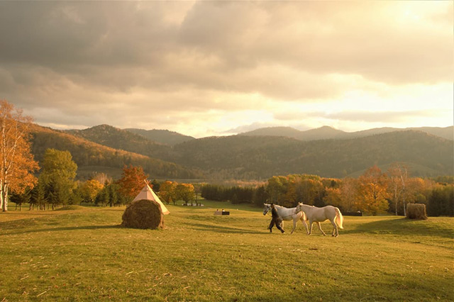 草原で馬の散歩