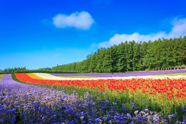 富良野のファーム