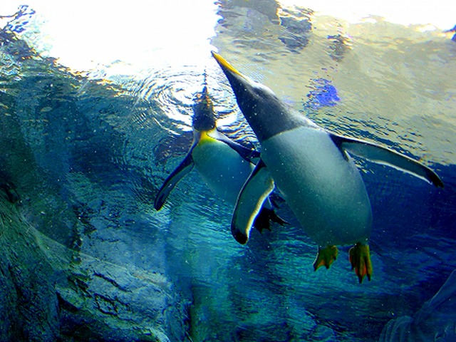ペンギン